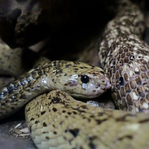 Cape Cobra (Naja nivea)