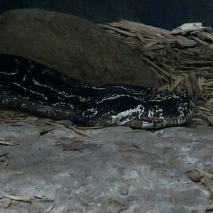 Argentine Boa (Boa constrictor occidentalis)