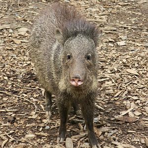 Collared Peccary (Dicotyles tacaju)