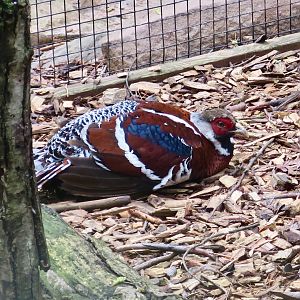 Elliot's Pheasant (Syrmaticus ellioti)
