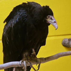 Lesser Yellow-Headed Vulture (Cathartes burrovianus)