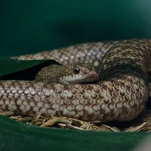 Malagasy Speckled Hognose Snake (Leioheterodon geayi)