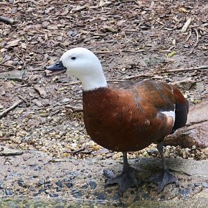 Paradise Shelduck (Tadorna variegata) female