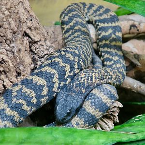 Rinkhals (Hemachatus haemachatus)