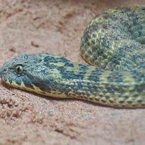 Rough-Scaled Death Adder (Acanthophis rugosus)