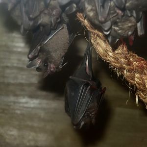 Seba's Short-Tailed Bat (Carollia perspicillata)