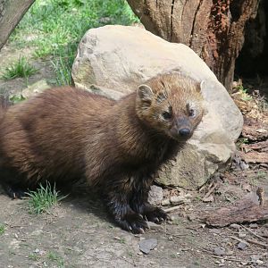 Fisher (Pekania pennanti)