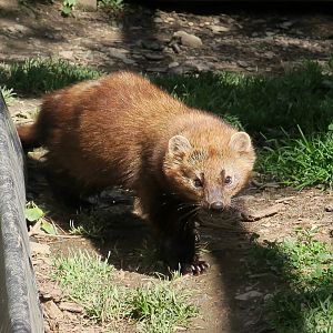 Fisher (Pekania pennanti)