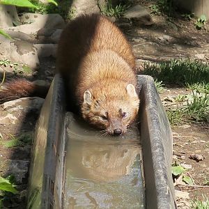 Fisher (Pekania pennanti)