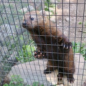 Fisher (Pekania pennanti)