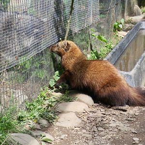 Fisher (Pekania pennanti) and Raccoon (Procyon lotor) size comparison