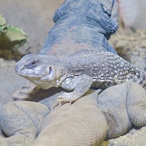 Desert Iguana (Dipsosaurus dorsalis) and Common Chuckwalla (Sauromalus ater)