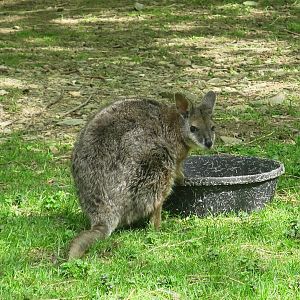 Tammar Wallaby (Notamacropus eugenii)