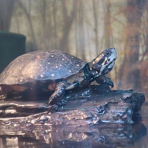 Spotted Turtle (Clemmys guttata)