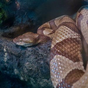 Eastern Copperhead (Agkistrodon contortrix)