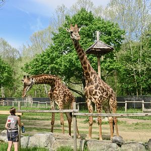 Masai Giraffe (Giraffa cameleopardalis tippelskirchi)