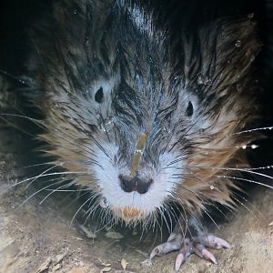 Muskrat (Ondatra zibethicus)