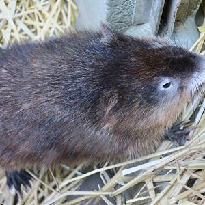 Muskrat (Ondatra zibethicus)