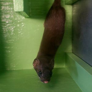 Bonaparte's Stoat (Mustela richardsonii cigognanii)
