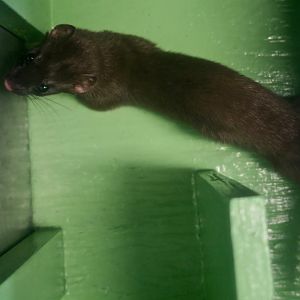 Bonaparte's Stoat (Mustela richardsonii cigognanii)