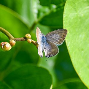 Rounded Sixline Blue (Nacaduba berenice)