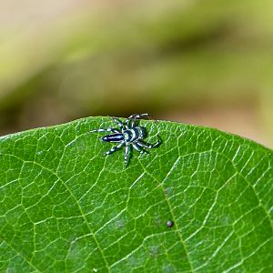 Sparkling Northern Jumping Spider (Cosmophasis micarioides)