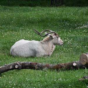 Addax