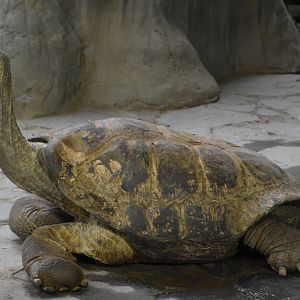 Pinzón tortoise "Antonio"