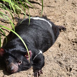 Tasmanian devil