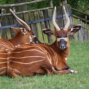 Eastern bongo