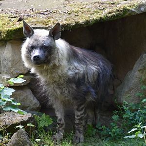 Brown hyena