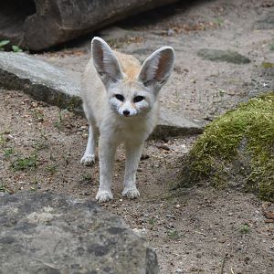 Fennec fox