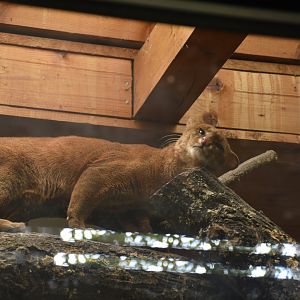 Jaguarundi (bright variant)