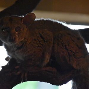 Garnett's greater galago