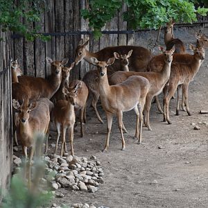 Burmese brow-antlered deer