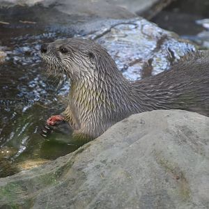 North American river otter