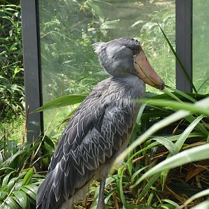 Shoebill