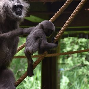 Silvery gibbon