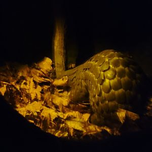 Pangolin male " Guo Bao "