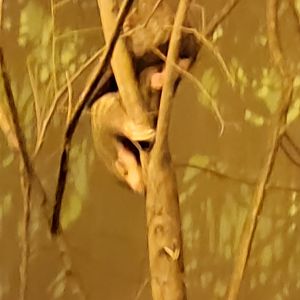 Pangolin female " Run Hou Tang "