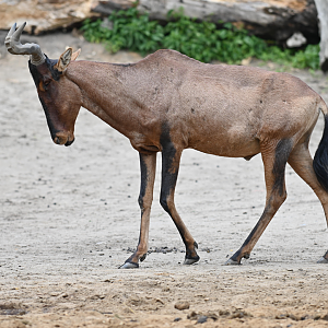 Red hartebeest