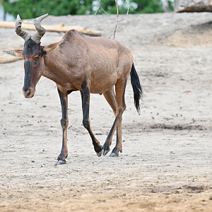 Red hartebeest