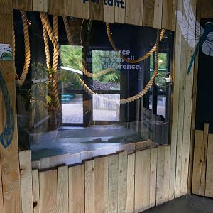 Leaf Cutter Ants, May 2022