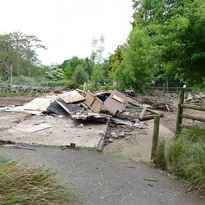 Remains of the Collared Peccary house, May 2022