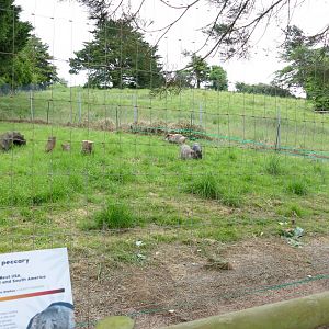 Collared Peccary, May 2022