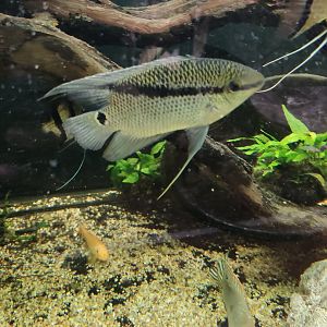 Flag cichlid