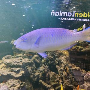 Blue-barred parrotfish