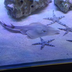 Indonesian shovelnose ray