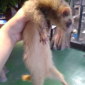Ferret