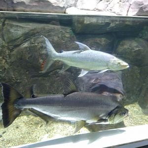 Goliath Tigerfish and Payara